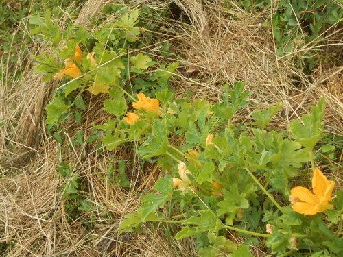 grandes fleurs jaunes au jardin : l'onagre