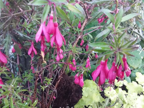 Les Fuchsias o