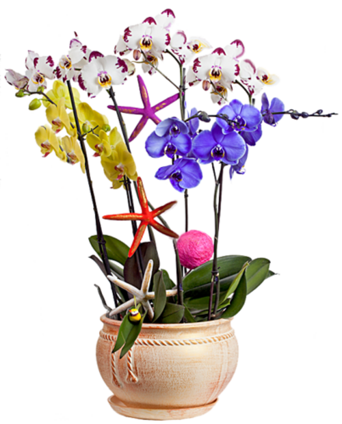 Orchidées   vase, panier