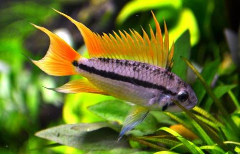 apistogramma cacatuoides orange - cichlidés