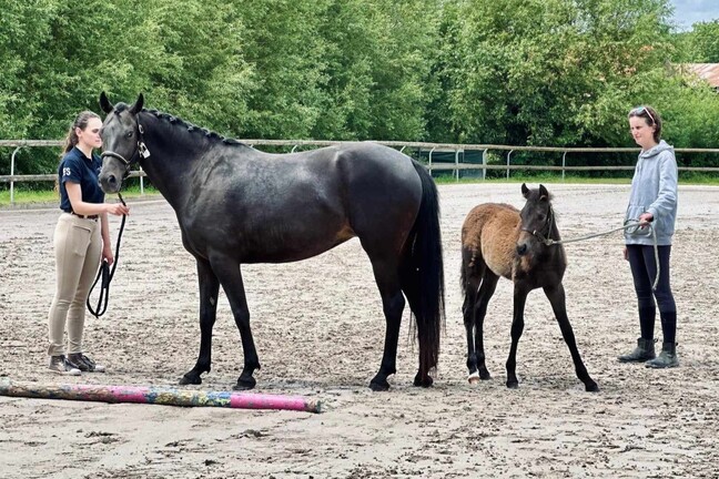 Laurène, Team LMs, équitation, blog, Jeunes Poneys, SHF, élevage des Réneries, Ja Kette des Réneries