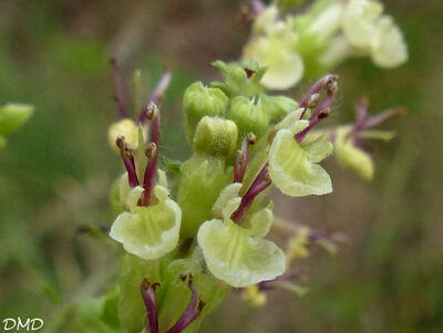 Teucrium scorodonia  -  germandrée scorodoine