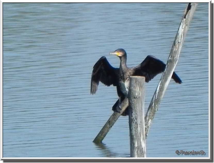 Sortie au parc ornitho du Teich 