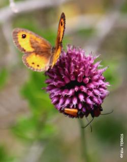 Week-end Ardèche des 15 et 16/06/2019