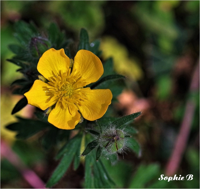 Flore de mai  .1 . Dans les bois .