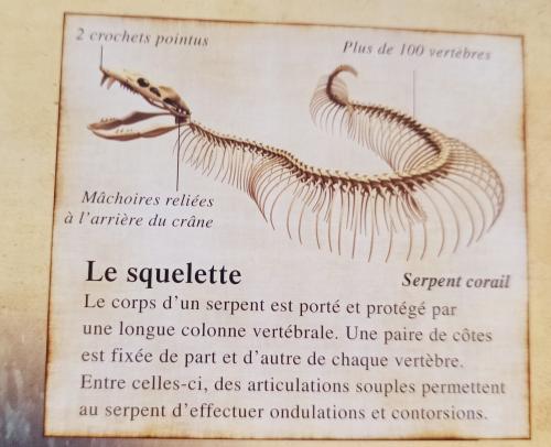 les serpents