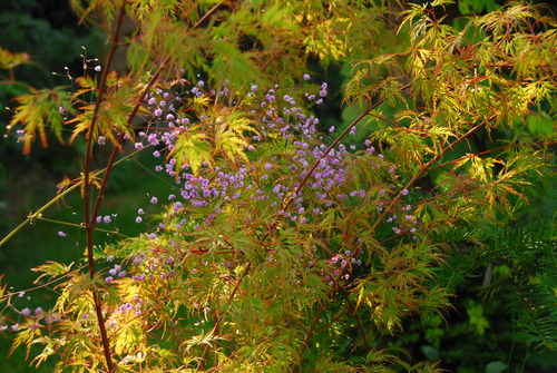 Acer palmatum et Thalictrum delavayi Hewitts Double