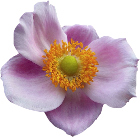 Tubes Fleurs