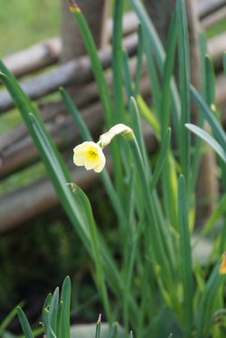 Le jaune, la joie