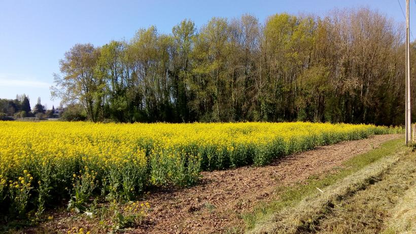 Champs de Colza a Barsac(Gironde)