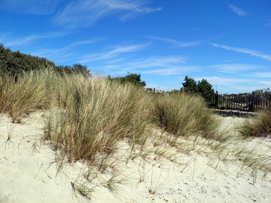 La dune et sa flore