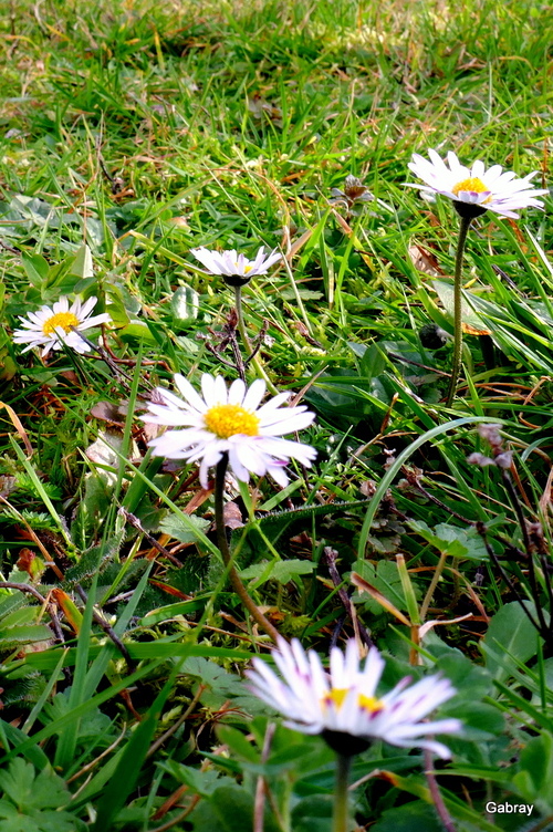 Des fleurs de mon jardin !