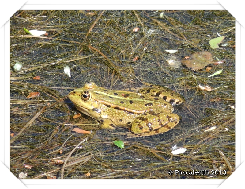 Printemps à la réserve ornitho du Teich - 1/16