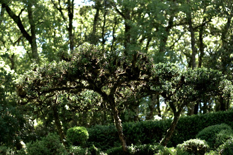 2022.05.27 Jardins de Marqueyssac (département Dordogne) 1