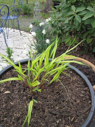 Herbe du Japon - Hakonechloa macra Aureola