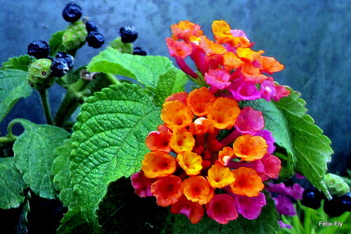 Belles fleurs du lantana !