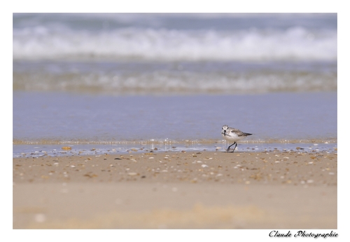 Bécasseau Sanderling