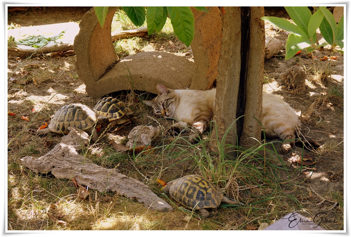 Mon enclos extérieur pour tortues 