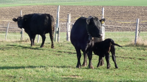  vaches Angus avec veau , à la ferme