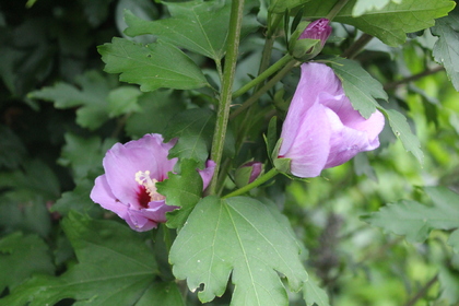 Dans mon jardin