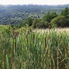 Roseau des étangs (Typha latifolia)