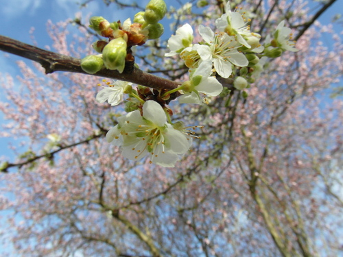 Fleurs de prunus