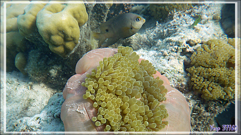 Grégoire noir ou Atoti, Dusky gregory or farmerfish (Stegastes nigricans) et Anémone magnifique - Moorea - Polynésie française