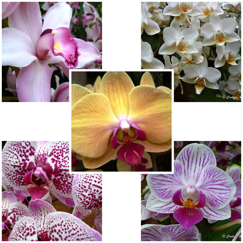 Orchidés