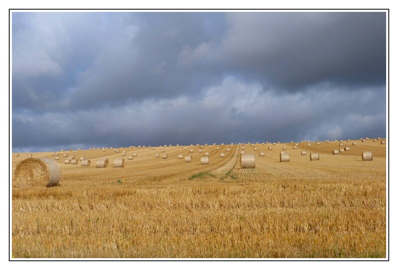 Terre bien cultivée ....... moisson espérée