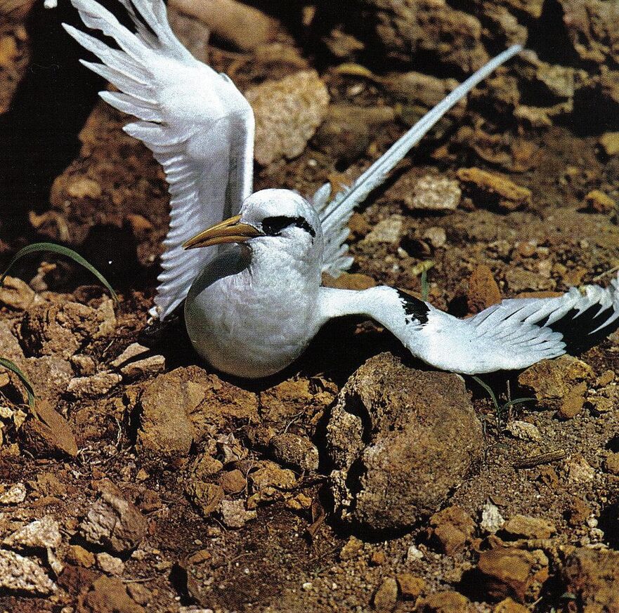 8/4/21 : L'Île de la Réunion un paradis pour les oiseaux