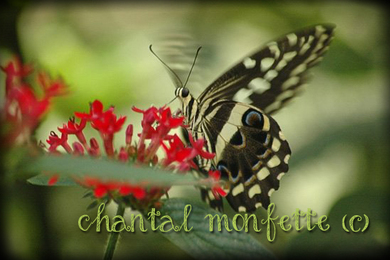 papillon Jardin Botanique Montréal Québec Chantal Monfette photographe