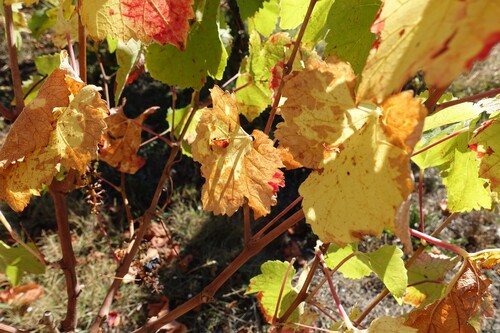 Vignes d'automne