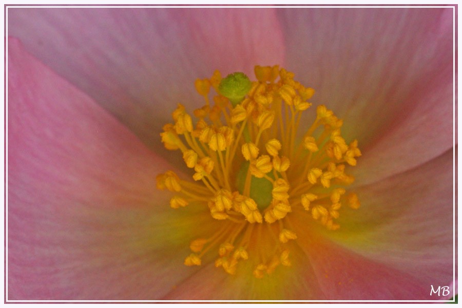 Fleurs----jardin-1371a.jpg