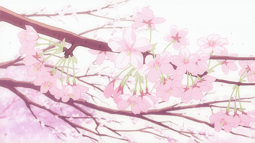Gifs spécial fleurs de cerisiers 