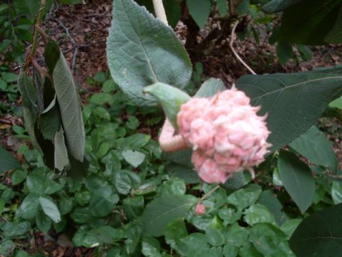 Fleurs bizarres, coquelicots et arbre bourdonnant