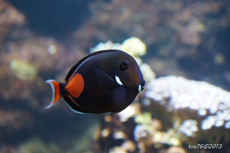 L'aquarium de la Rochelle (2/2)