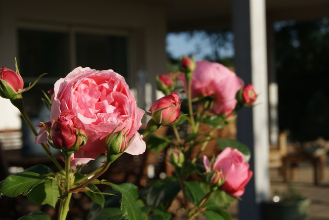 Elégant rosier-tige rose tendre ' Comtesse de Ségur ' de Delbard