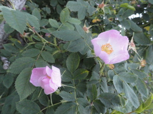 Fleurs roses