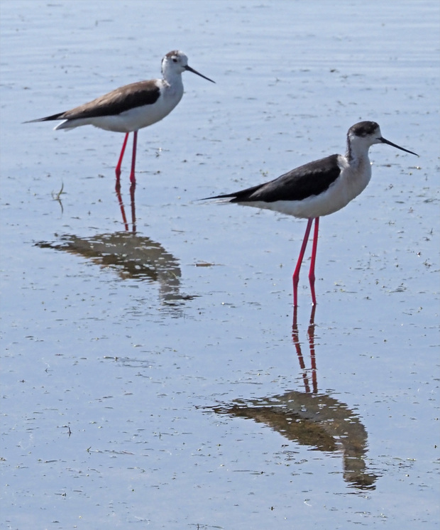 20/7 oiseaux des vieux salins de Hyères