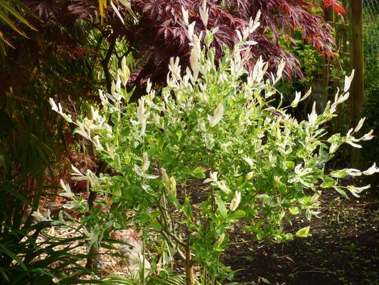 saule crevette " Salix Hakuro Nishiki " il sera encore plus beau dans environ un mois 