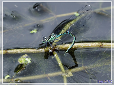 Demoiselle bleue Agrion jouvencelle (Coenagrion puella) mâle et femelle - Lartigau - Milhas - 31