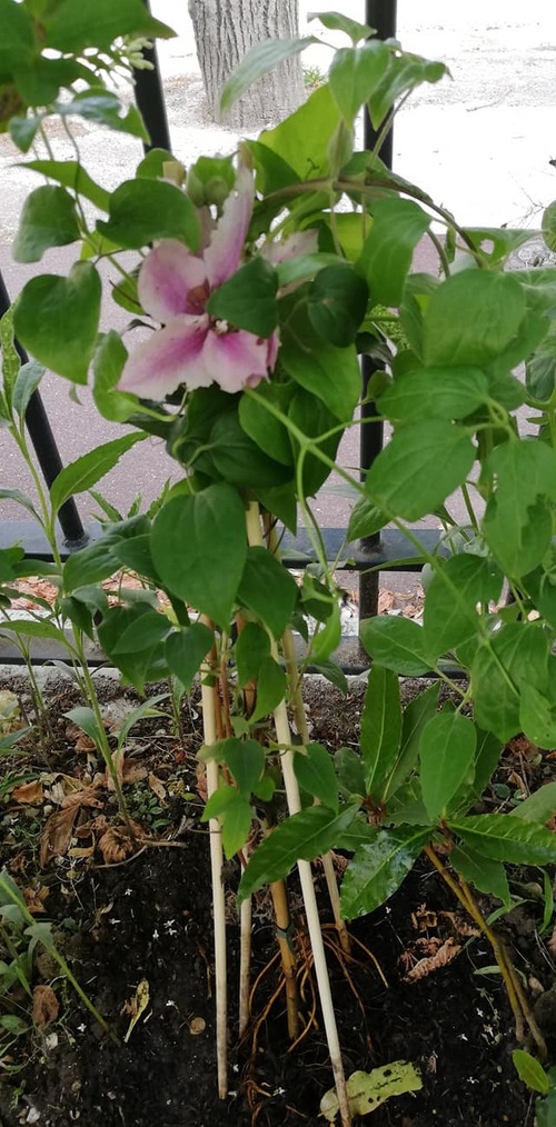 jolis coquelicots mesdames, jolis coquelicots nouveaux... 