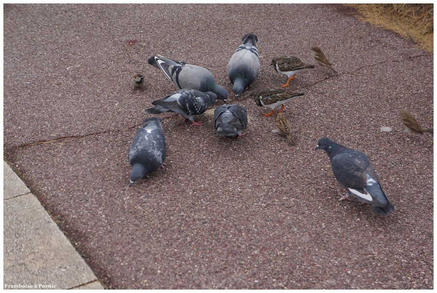 pigeons, moineaux et tournepierre 