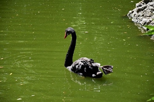 ... un beau cygne noir...