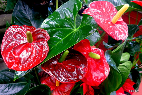 Un plante aux belles couleurs