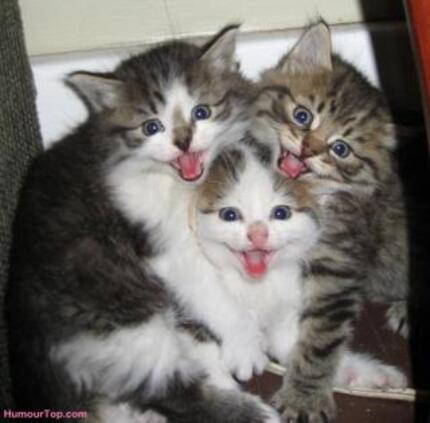 Le chat vous donne sa langue !
