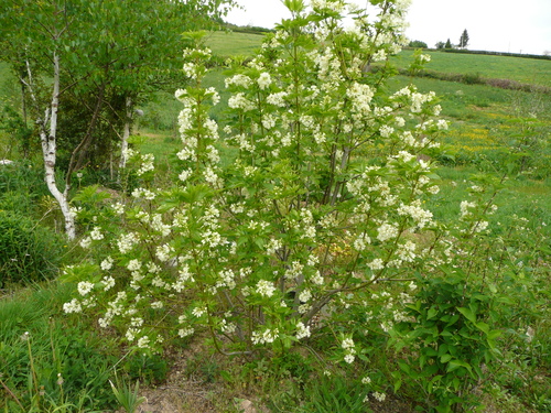 arbres et arbustes