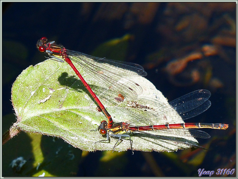 Libellule Petite Nymphe au corps de feu (Pyrrhosoma nymphula) - Boucou - Sauveterre-de-Comminges - 31