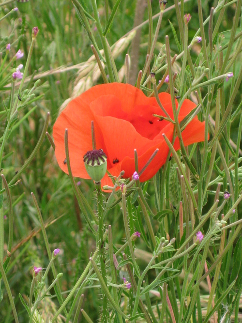 Fleur d'été