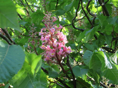 Bouquet et bourgeons et fleurs